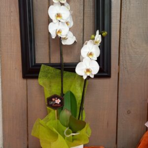 fleuriste mariage à Saujon