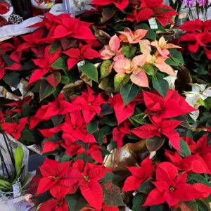 livraison de fleurs à Saujon