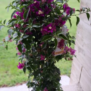 livraison de fleurs à Saujon