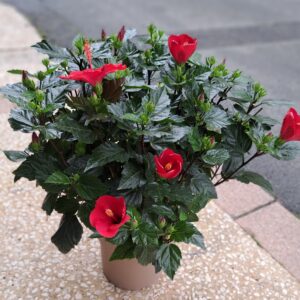 fleurs séchées à Saujon