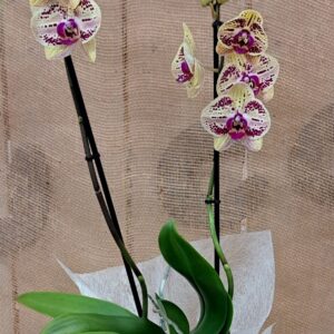 fleuriste enterrement à Saujon