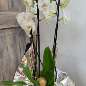 fleurs séchées à saujon 17