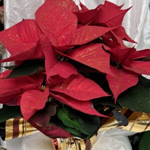 livraison de fleurs à Saujon