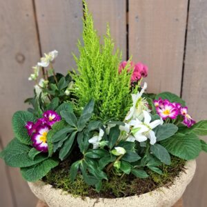 fleurs séchées à saujon 17