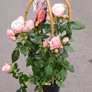 fleuriste enterrement à saujon 17