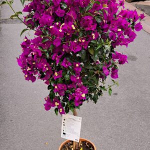 livraison de fleurs à saujon 17