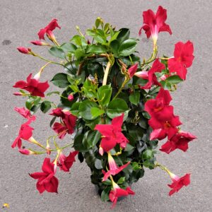 livraison de fleurs à Saujon