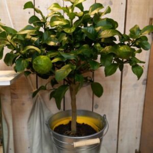 fleuriste à saujon 17