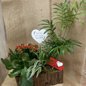 fleurs séchées à saujon 17