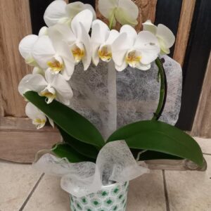 livraison de fleurs à Saujon