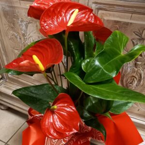 fleuriste mariage à Saujon