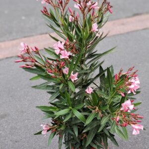 fleuriste à saujon 17