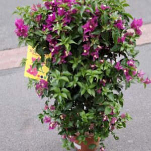 fleuriste mariage à Saujon