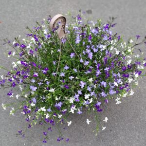 livraison de fleurs à saujon 17