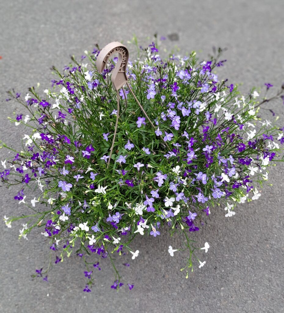 livraison de fleurs à saujon 17