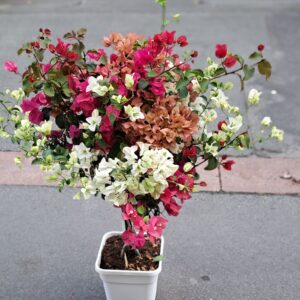 fleuriste à saujon 17