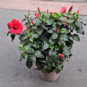 livraison de fleurs à saujon 17