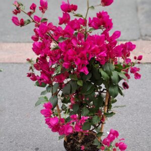fleurs séchées à saujon 17