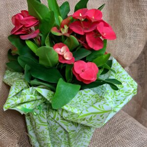 livraison de fleurs à Saujon